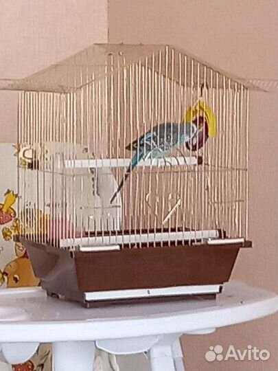 Волнистый попугай