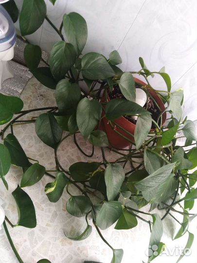Комнатные цветы антуриум