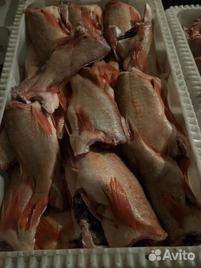 Окунь с/м 800+