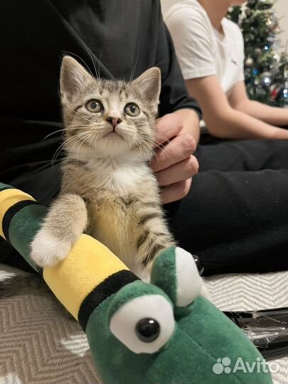 Котятенок в добрые руки