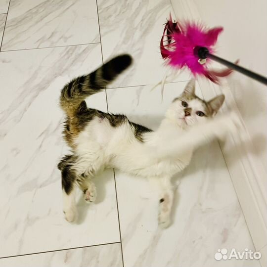 Котенок зайченок ищет дом