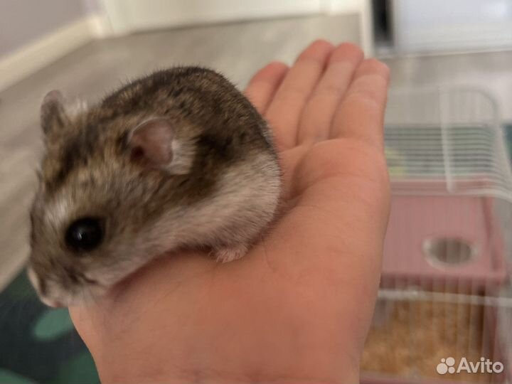 Джунгарик с клеткой