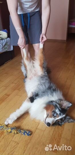 Австралийская овчарка (аусси) кобель для вязки
