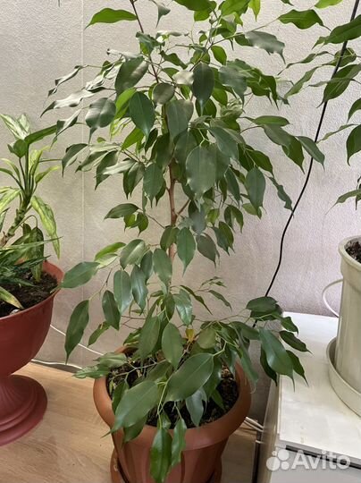 Фикус Бенджамина