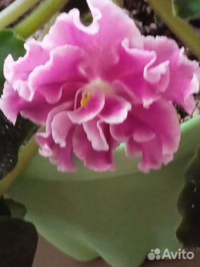 Сортовые фиалки