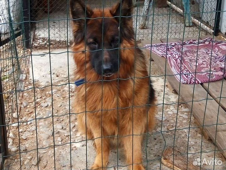 Передержка животных