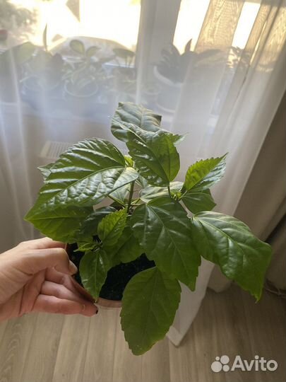 Филодендрон Green Princess, Гибискус, Фикус