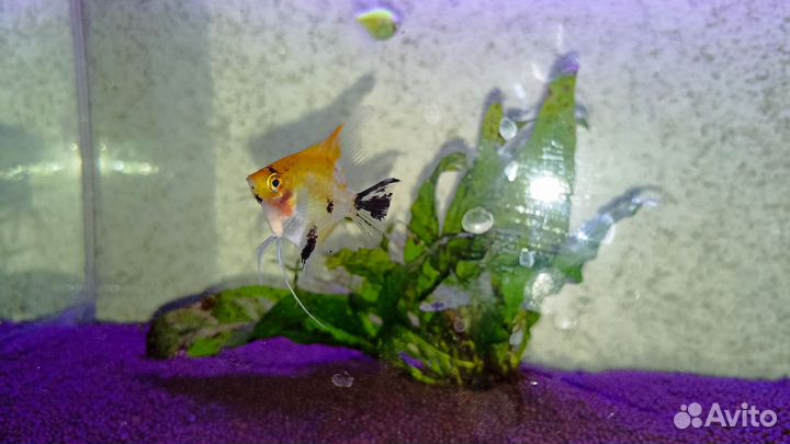 Рыбки скалярии