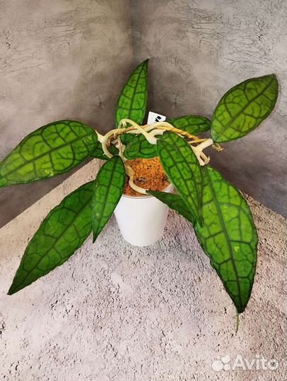 Хойя finlaysonii, циропегия, вуду вар