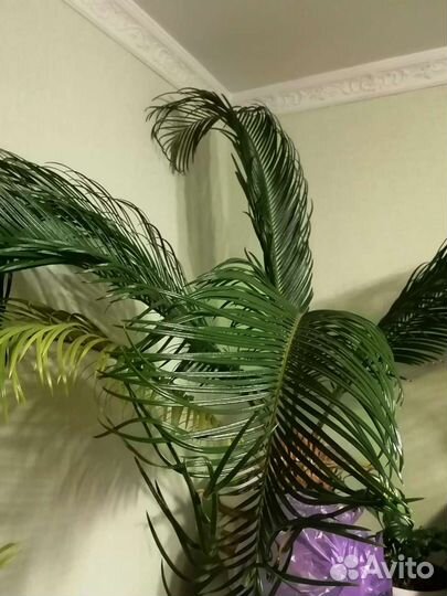 Цикас, Саговник