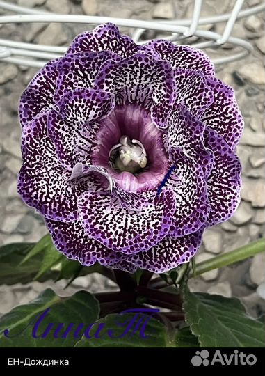 Глоксиния (укорененные листья)