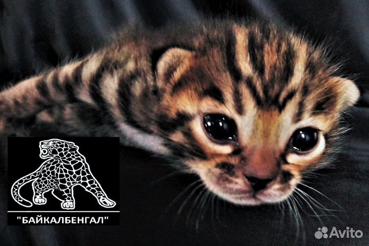 Бенгальский котенок. Питомник 