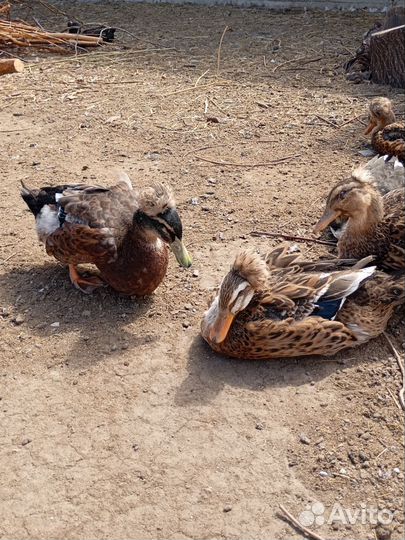 Русская хохлатая утка