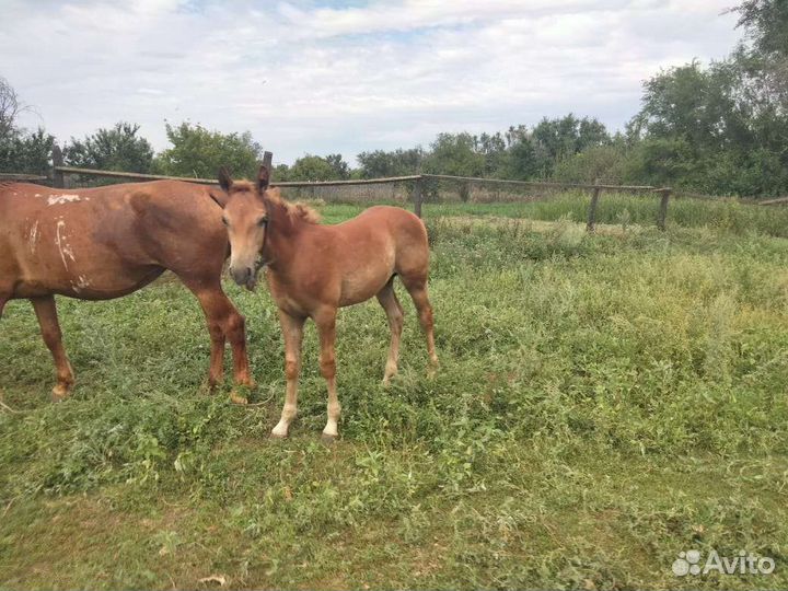 Продам жеребенка
