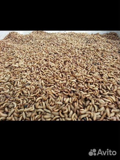 Личинки черной львинки сушёная