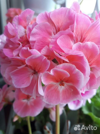 Герань пеларгония