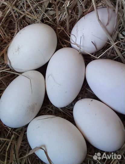 Гусиные инкубационные яйца