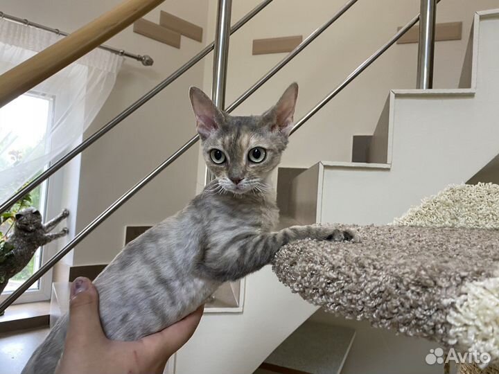 Девон-рекс голубая Тигра