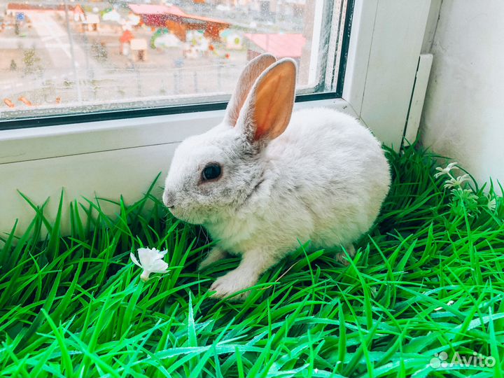 Карликовый кролик - Москва