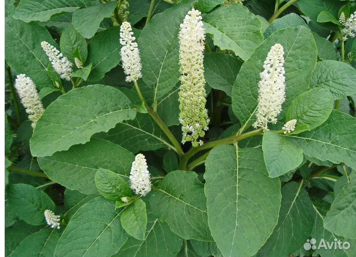 Лаконос (фитолякка)