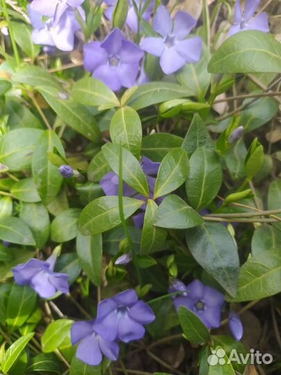 Многолетние растения для сада