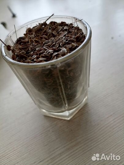 Семена укропа