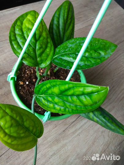 Эпипремнум Марбл Планет, монстераперукарстинианум