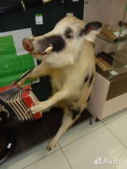 Чучело кабана, целиком