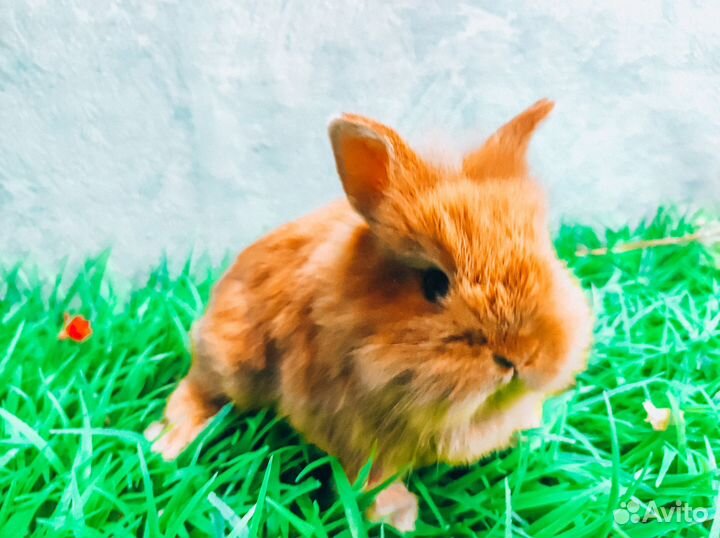 Карликовый кролик - лучший подарок