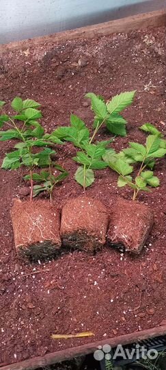 Саженцы ежевики крупноплодной