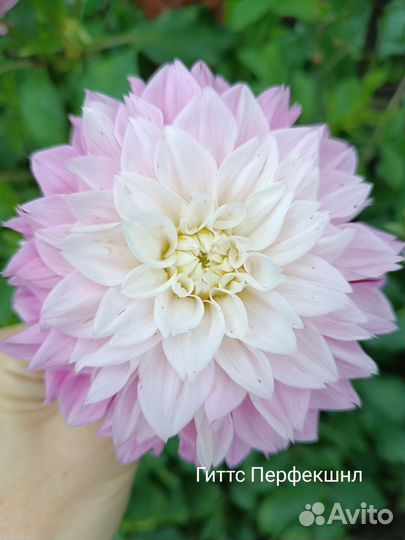 Корни георгин