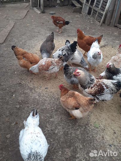 Курочки молодки