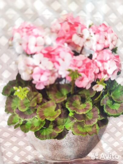 Герань пеларгония продается