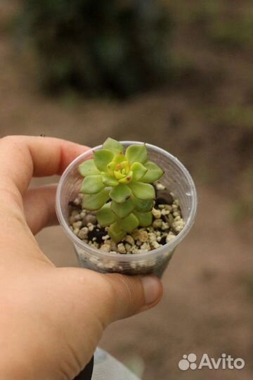 Редкие суккуленты