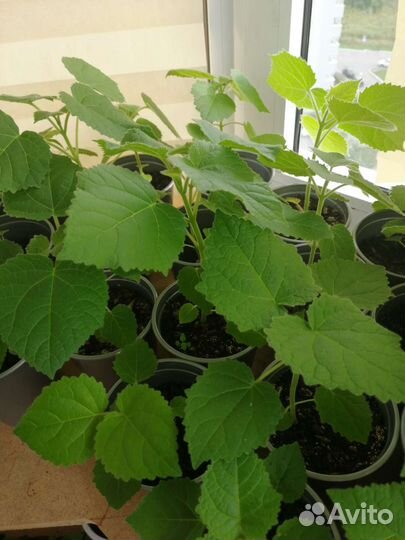 Рассада Павловния Pao Tong Z07(морозостойкий сорт)