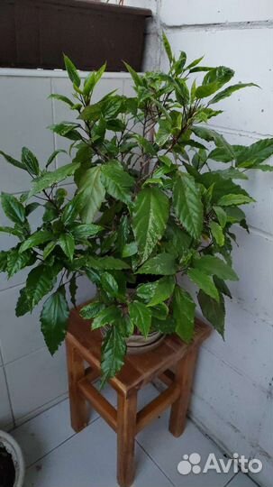 Большие цветы для офиса