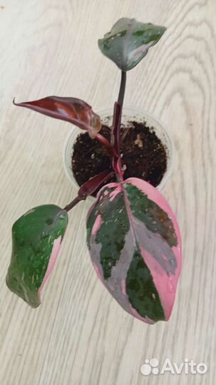 Филодендрон Розовая принцесса