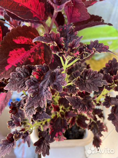 Цветы колеус и др