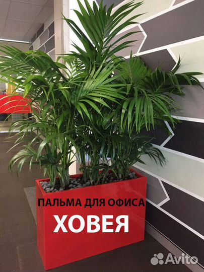 Пальмы для офиса