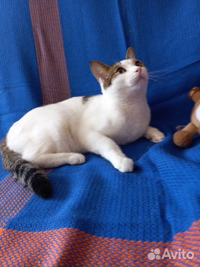 Кастрированный котик