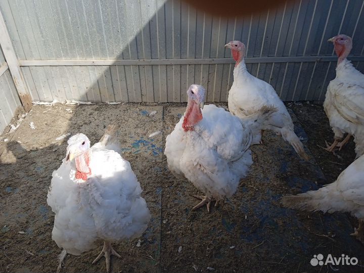 Продам индюков