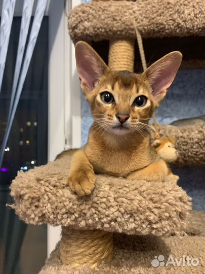 Абиссинские котята