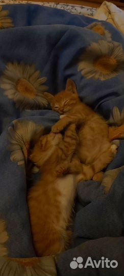 Котёнок в дар бесплатно