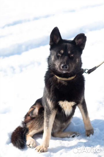 Молодой Джек