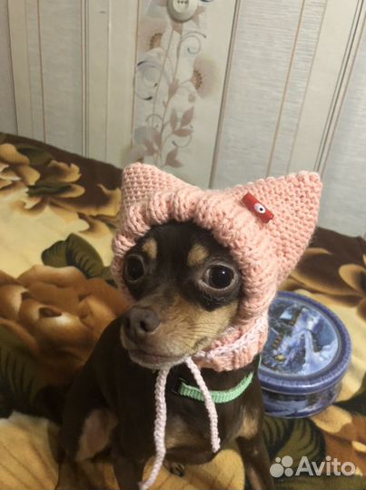 Шапочки на заказ для маленьких пород собак