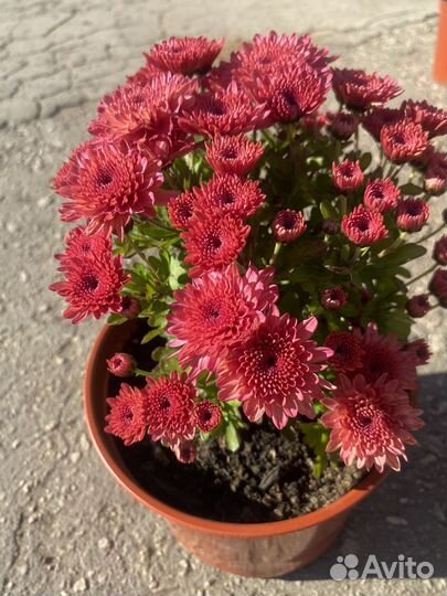 Хризантема корейская, мультифлора