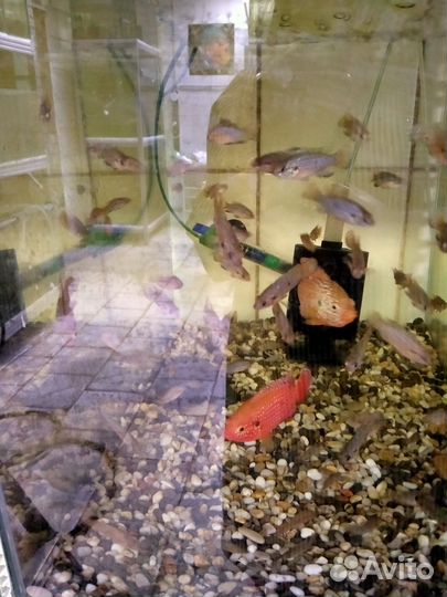 Хромис красавец, аравана, африканский нож