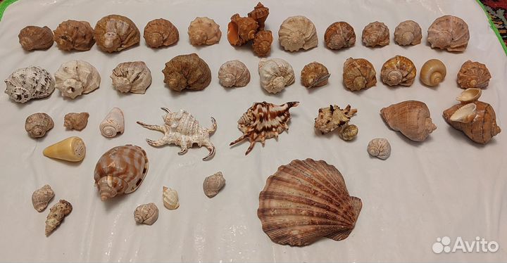 Морские ракушки раковины большие