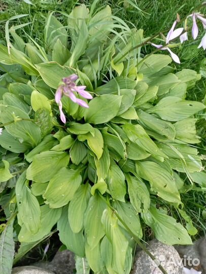 Хоста растение