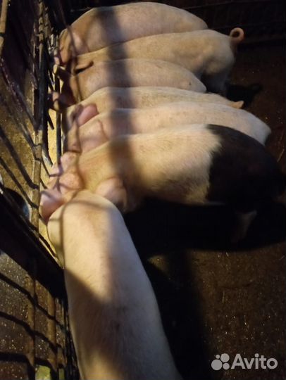 Поросята ландрас дюрок